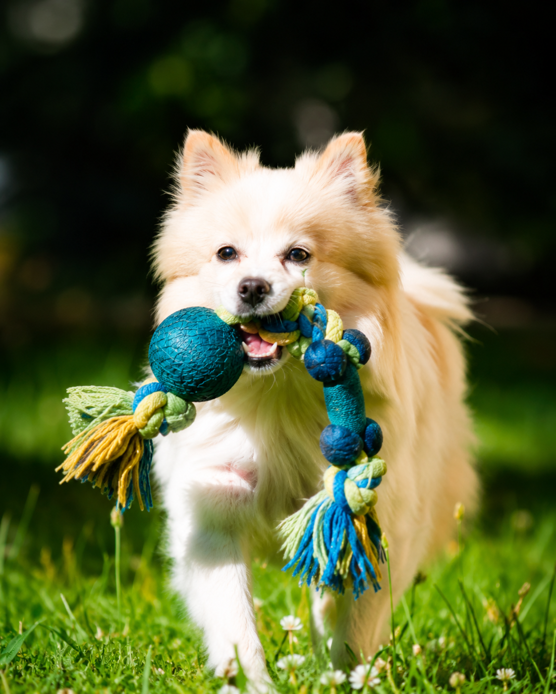 Brinquedos para pets