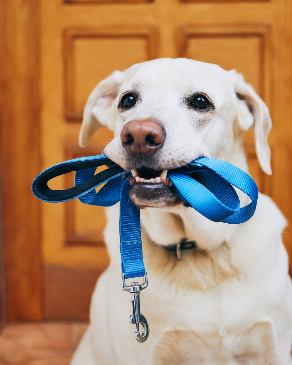 Guias para cachorros