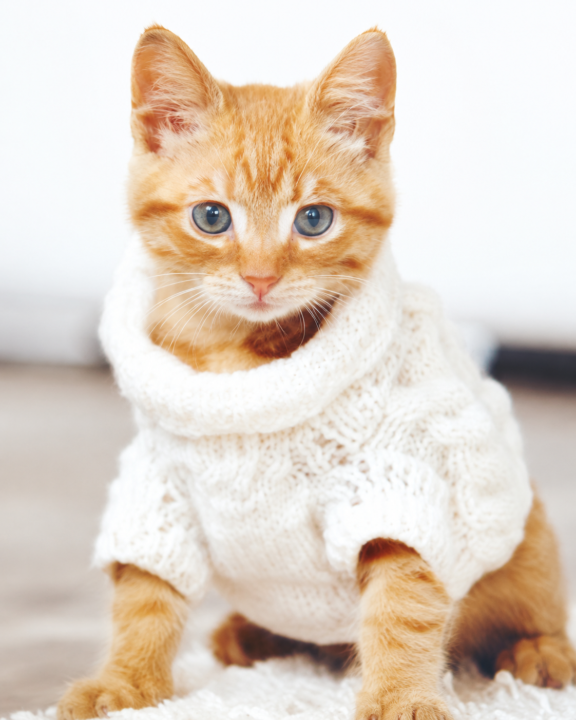 Roupinhas para gatos