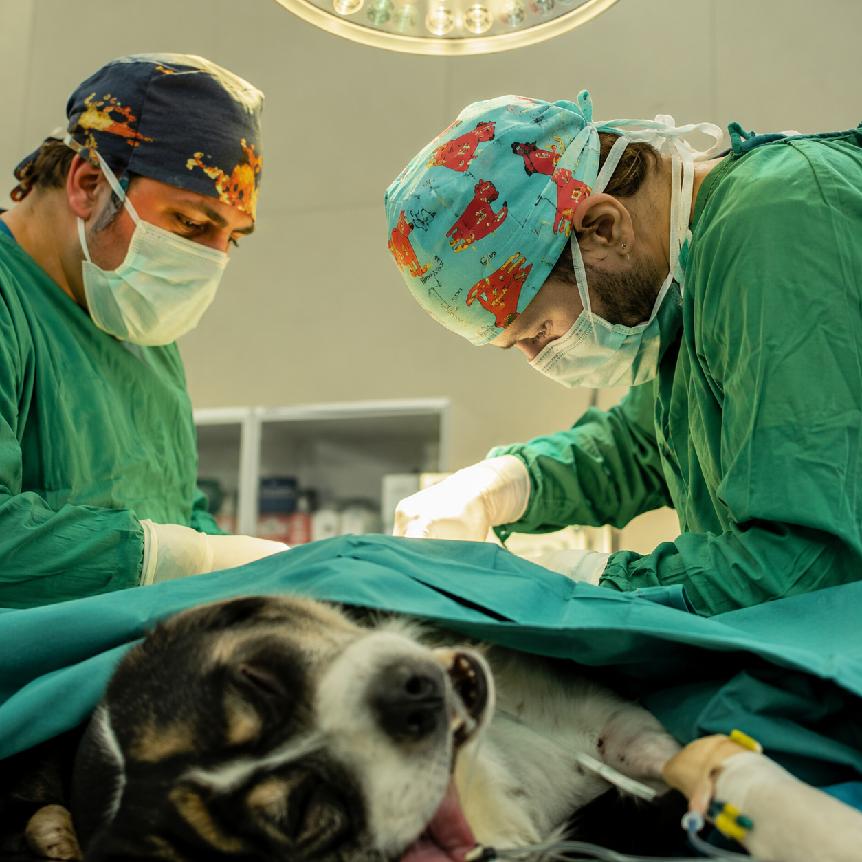 Cirurgias veterinárias em geral
