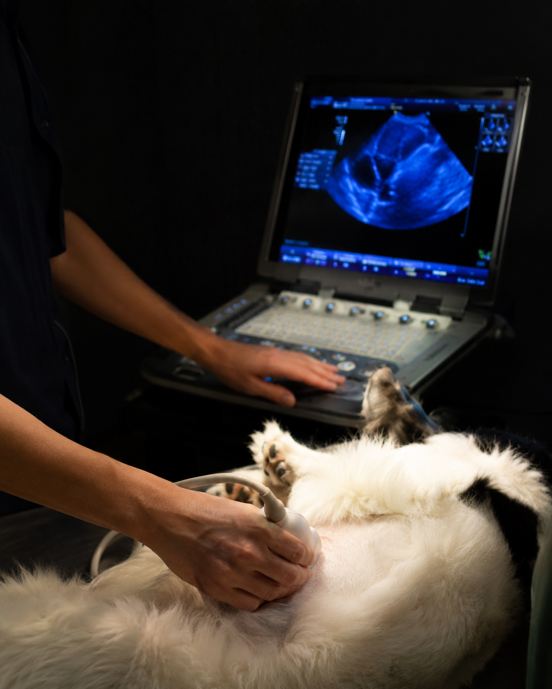 Ecocardiograma em animais