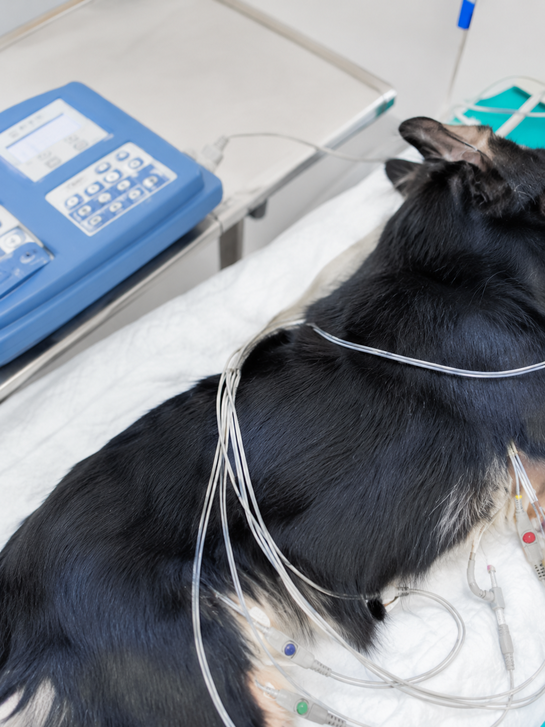 Eletrocardiograma em animais