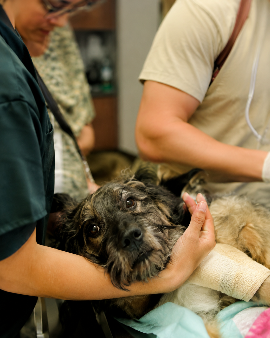Emergência veterinária 24 horas