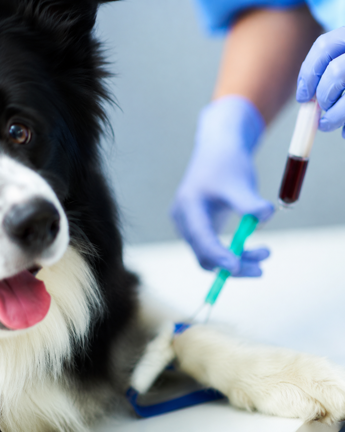 Exames de sangue em animais