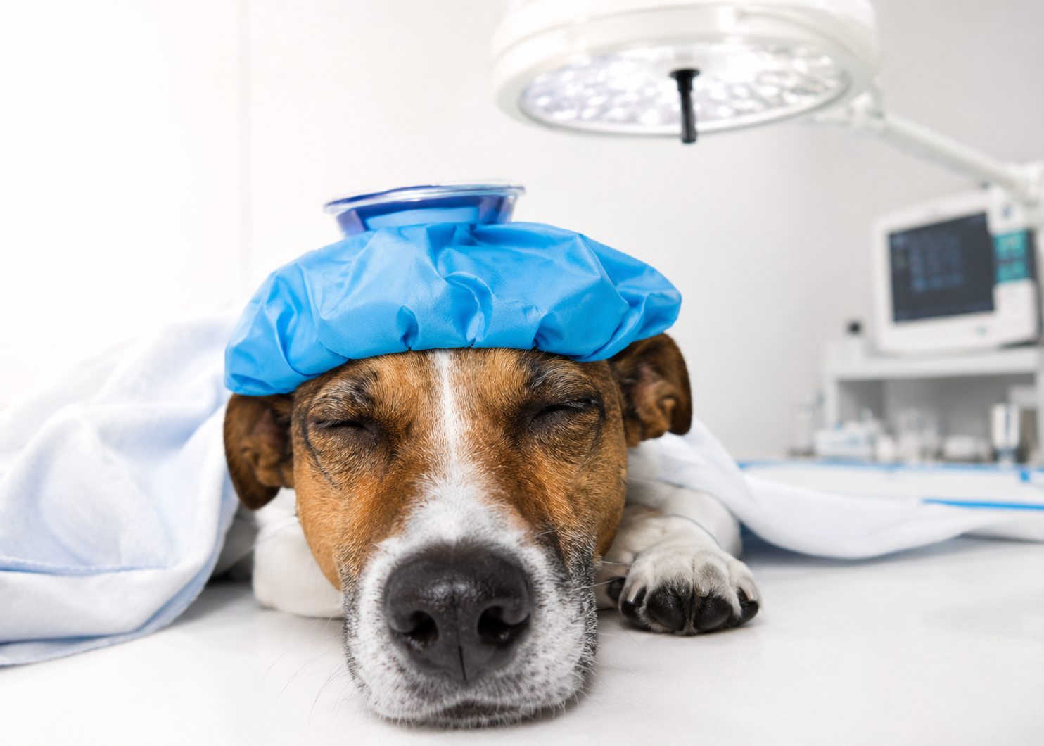 Hospitalização veterinária