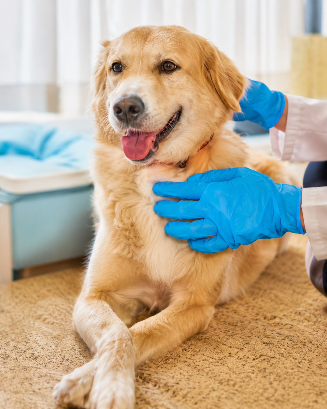 Plantão de atendimento veterinário 24 horas