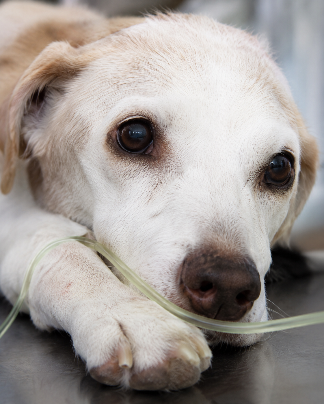 Quimioterapia em animais