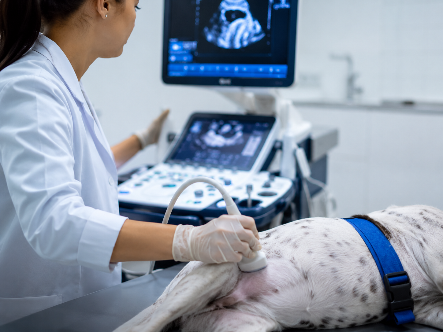 Ultrassom veterinária
