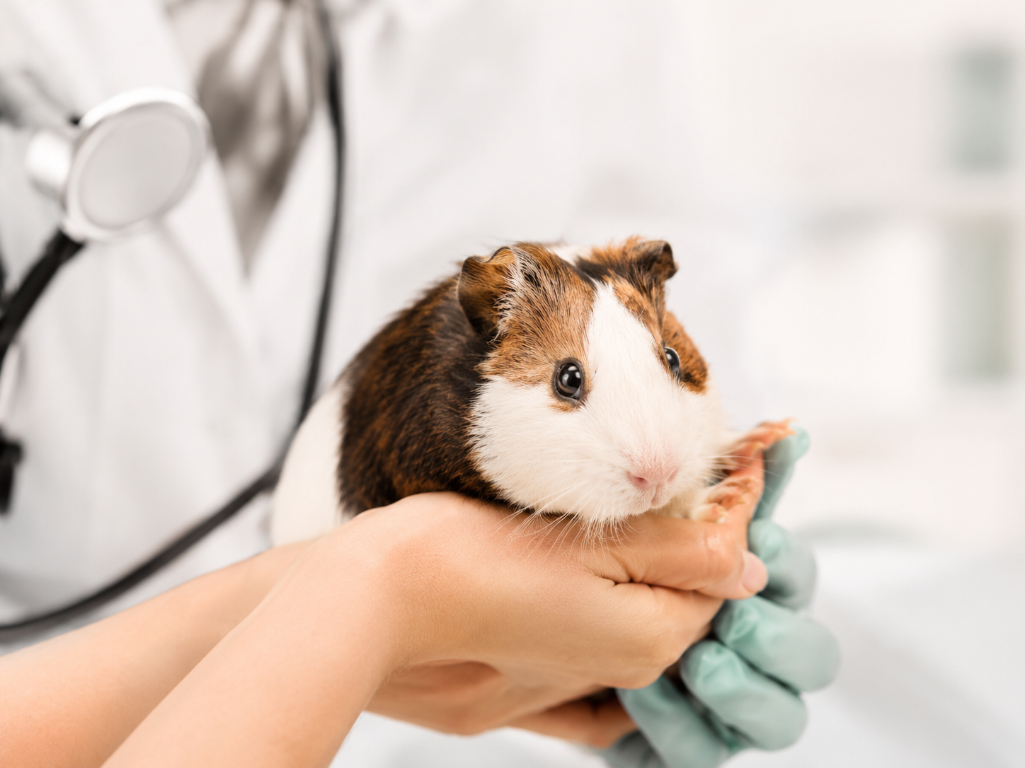 Veterinário para cães, gatos, animais silvestres e exótico